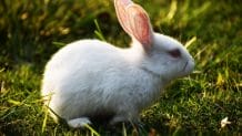 100+ Disney Rabbit Names: List of Names Inspired by Disney Characters