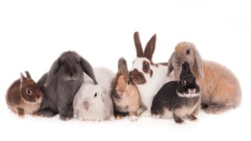 300+ Rabbit Names By Color - Names For Rabbits Based On Color