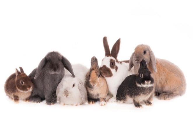 300+ Rabbit Names By Color - Names For Rabbits Based On Color