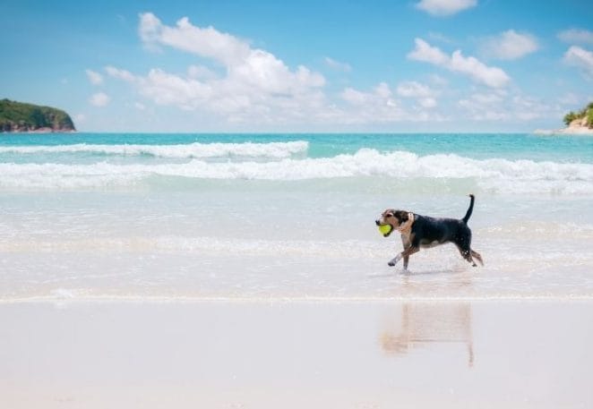 Beach-Inspired Dog Names