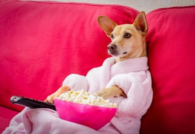 Benefits for dogs on watching television