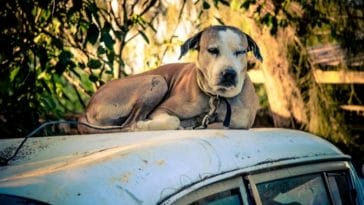 Best 100+ Haitian Dog Names - List of Haiti Names For Dogs