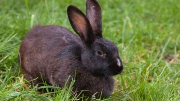 Best Black Rabbit Names - 350+ Names for Male and Female Black Rabbits