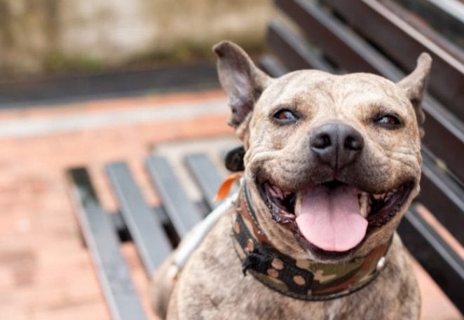 Top Brindle Pitbull Names: 150+ Dog Names for a Brindle Pitbull