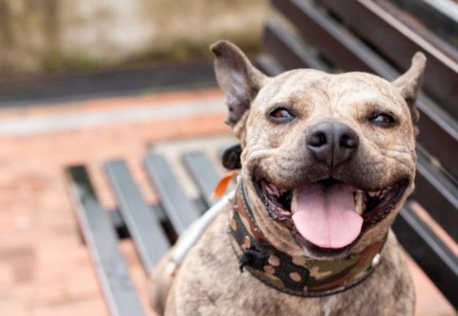 Top Brindle Pitbull Names: 150+ Dog Names for a Brindle Pitbull Top Brindle Pitbull Names: 150+ Dog Names for a Brindle Pitbull