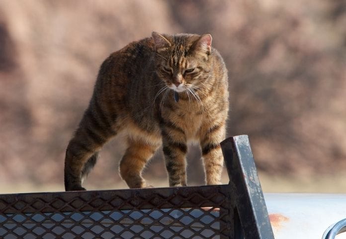 Best Truck Cat Names