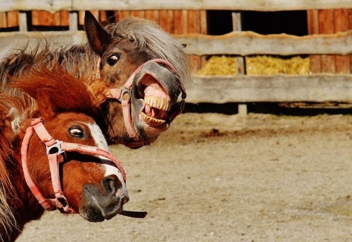 Best Weird Horse Names