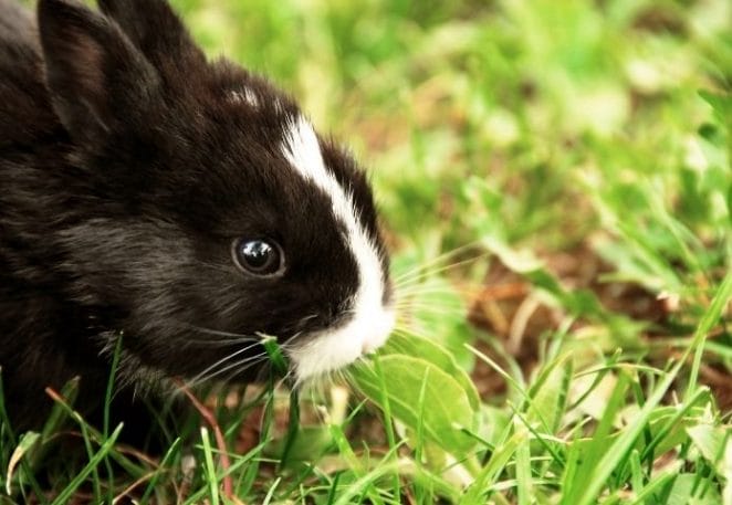 Black and White rabbit names