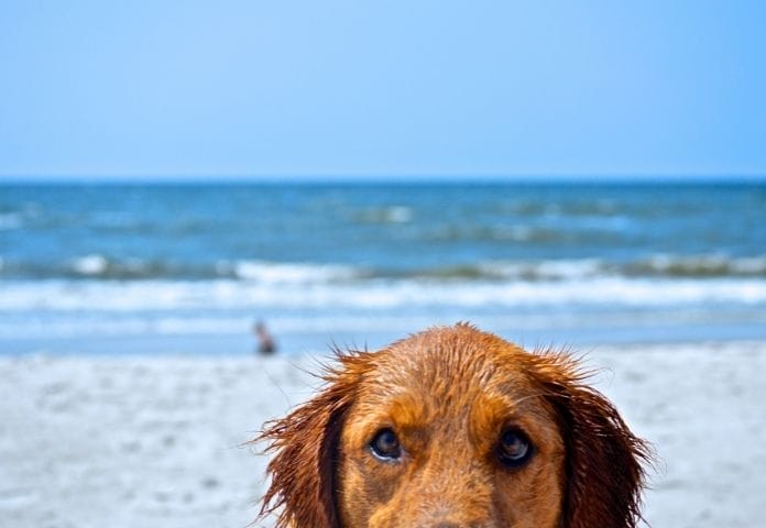 top-90-saltwater-dog-names-beach-and-ocean-inspired-names