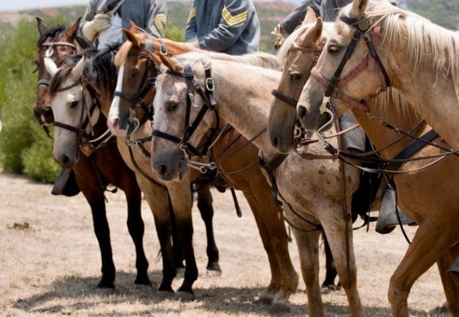 Boy War Horse Names