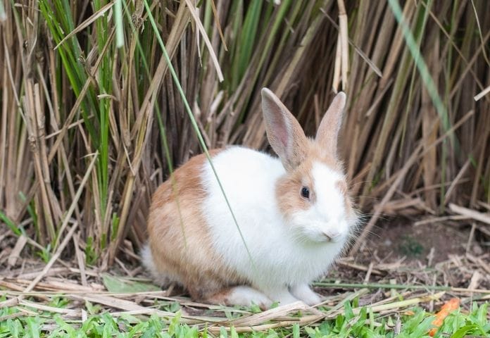 Brown & White Rabbit Names