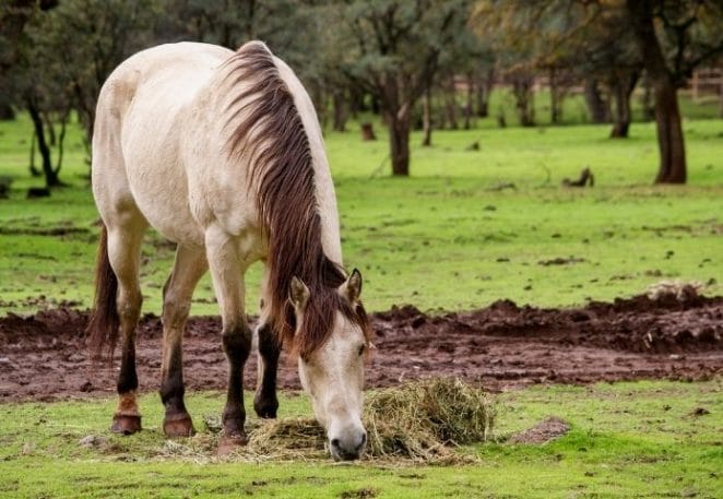 Buckskin Horse Names Inspired by Food