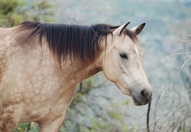 Buckskin Horse Names Inspired by Nature