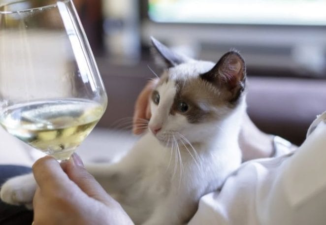 Cat Names Inspired By Wine