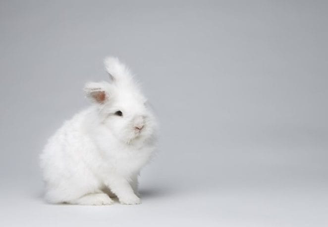 Cute White Rabbit Names