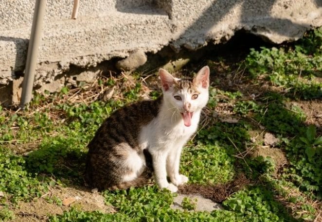 DSPCA's advice on stray cats