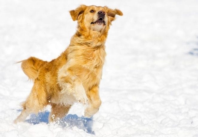 Famous Golden Retriever Names with Meanings