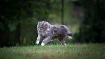 Fast Cat Names - 90 Cat Names for Fast and Hyper Cats