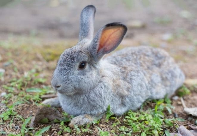 Female Grey Rabbit Names