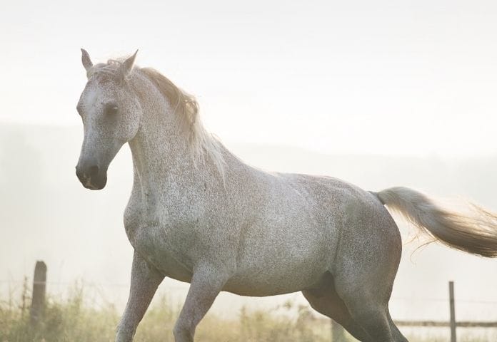 Female Strong Horse Names