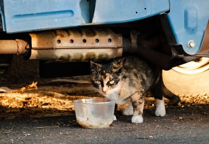 Female Truck Cat Names