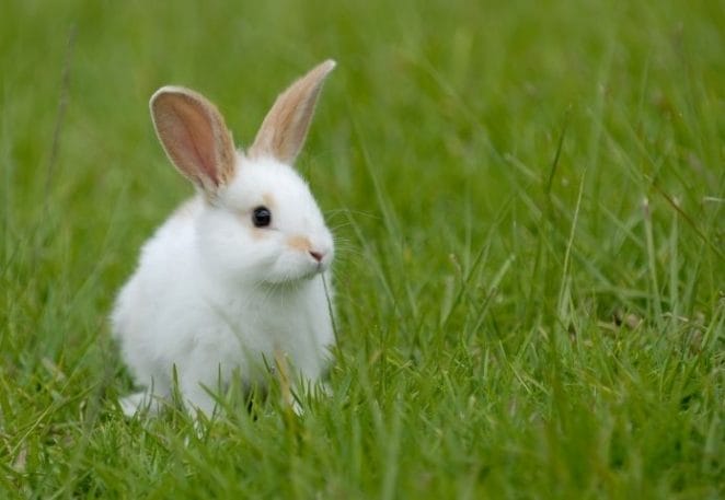 Female White Rabbit Names