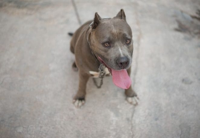Top Brindle Pitbull Names: 150+ Dog Names for a Brindle Pitbull Top Brindle Pitbull Names: 150+ Dog Names for a Brindle Pitbull