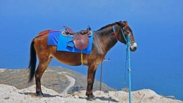 Greek Horse Names - List of 100+ Greek Mythology-Inspired Names