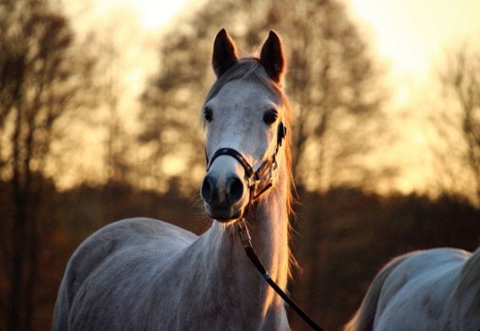 Horse names starting with E