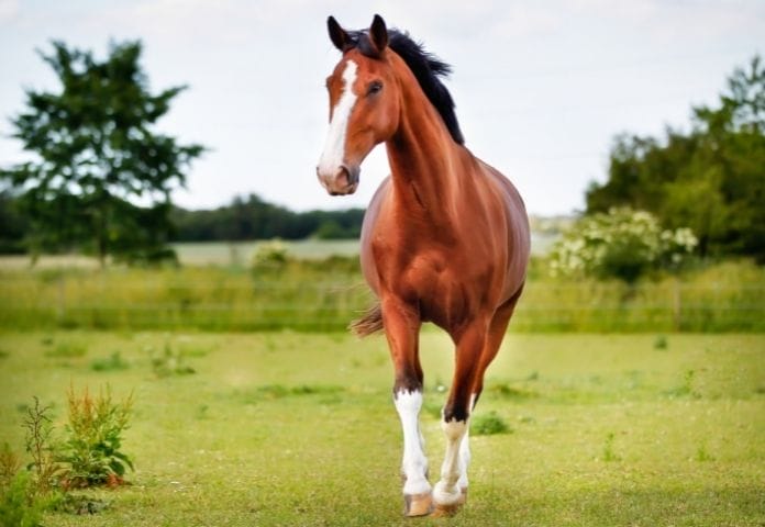 Horse names starting with J