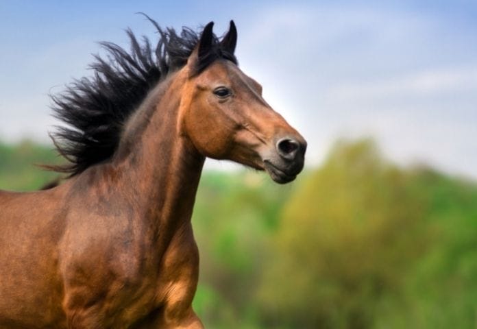 Horse names starting with T