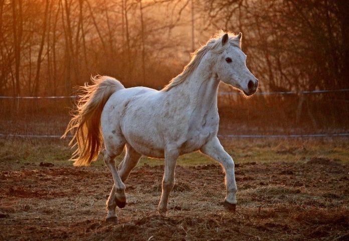 Horse names starting with Z