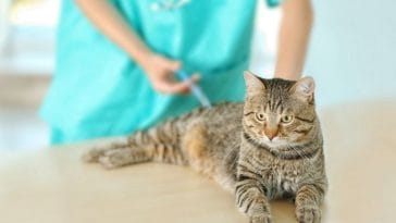 How the Pandemic Caused Vaccine Shortages for Pet Cats in the UK
