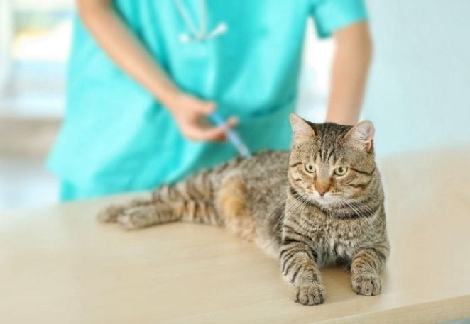 How the Pandemic Caused Vaccine Shortages for Pet Cats in the UK