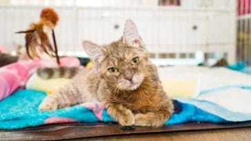 Local Animal Rescue in Indiana Sees Increase in “Wobbly Cats”