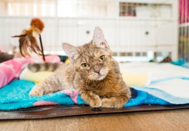Local Animal Rescue in Indiana Sees Increase in “Wobbly Cats”