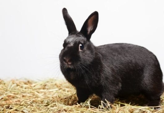 Black Rabbit Names: 350+ Names for Male and Female Black Rabbits