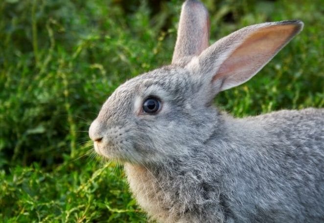 Male Grey Rabbit Names