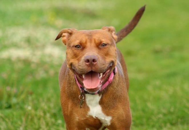 Male Red Nose Pitbull Names