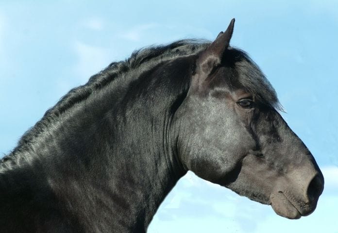 Male Strong Horse Names