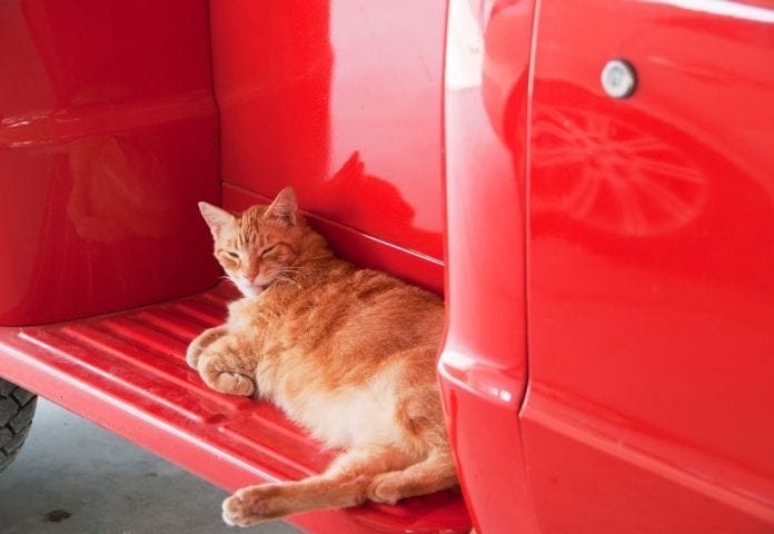 Male Truck Cat Names