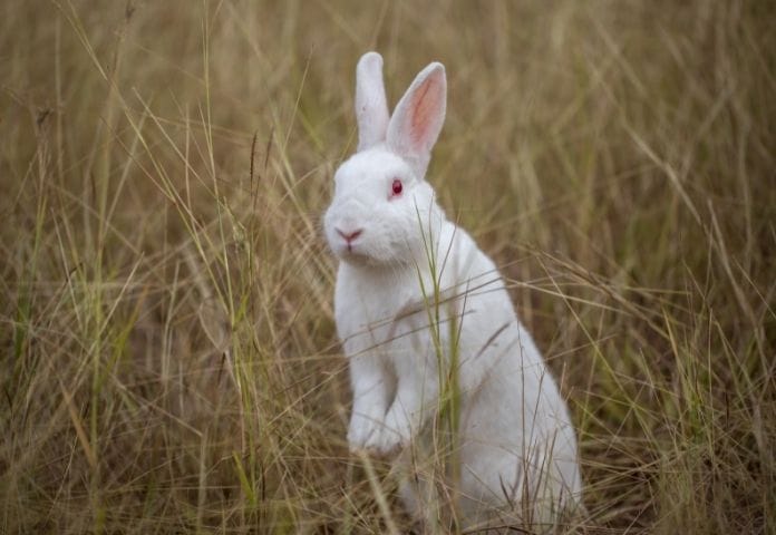 Male White Rabbit Names