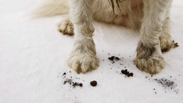 Maryland Pet Stores Must Cease Sale of Animals, Owner Faces $500k Fine