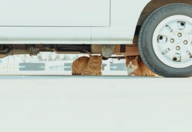 Movie-inspired Truck Names for Cats