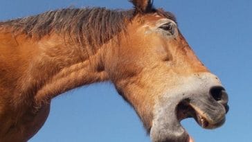 Over 100 Weird Horse Names - Funny and Silly Name Ideas!