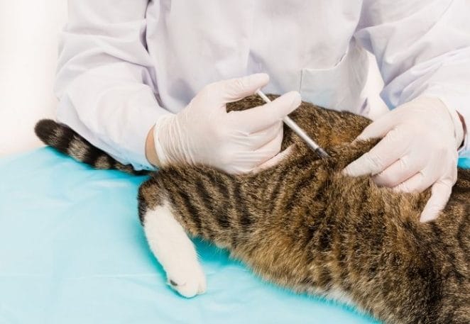 Short-term effect for vaccinated cats