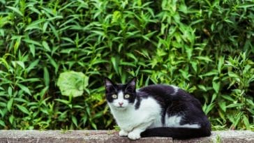 Stray Cat Scam in Dublin - Scammers Collect Feral Cats For A Price