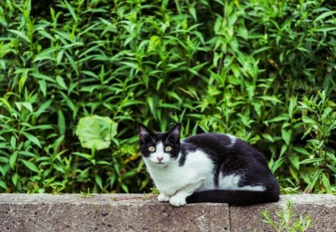 Stray Cat Scam in Dublin - Scammers Collect Feral Cats For A Price