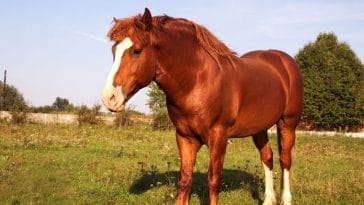 Strong Horse Names - 200+ Names For Strong, Tough, & Powerful Horses