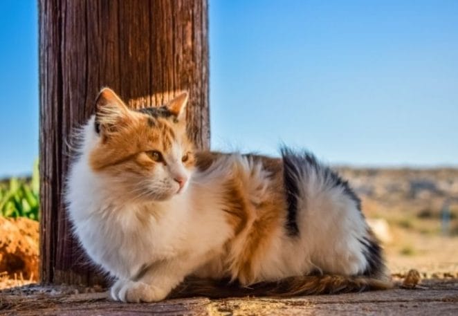 Study Claims There Are 250,000 Stray Cats in the UK